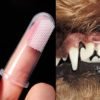 מברשת שיניים אצבע לכלבים וחתולים