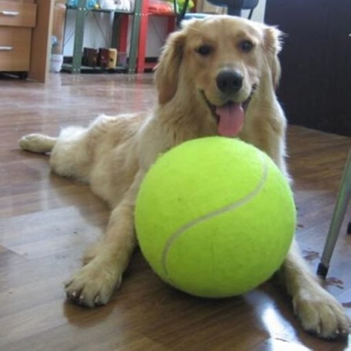 כדור טניס ענק למשחק עם הכלב